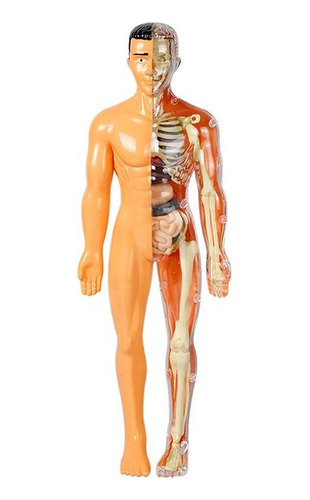 Herramientas Para El Estudio Del Cuerpo Humano, Juguetes, Ki