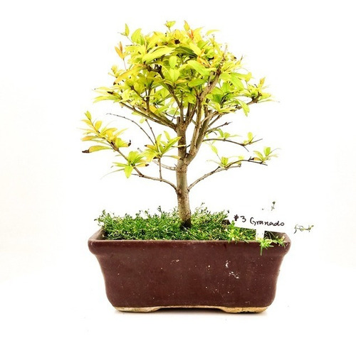 Bonsai Planta Granado 10 Años 22cm En Maceta Esmaltada N3