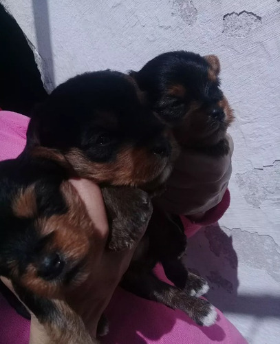 Ultimo Tres Machitos Yorkshire Terrier