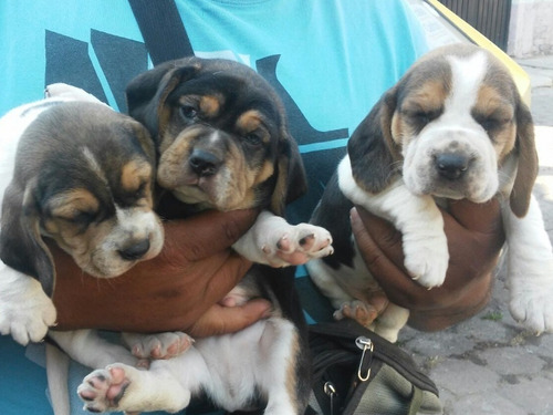 Beagle Cachorros Garantía Impresa De Salud Y Pureza Racial 