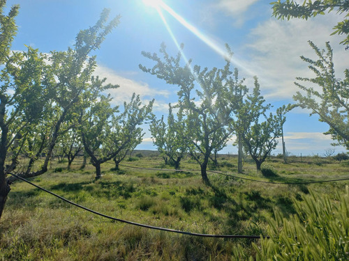 Campo - Caleu Caleu