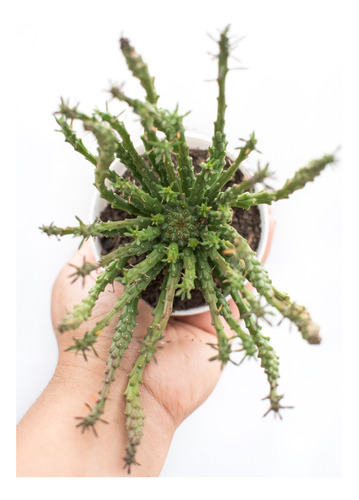 Euphorbia Flanaganii Cabeza De Medusa Suculenta N° 8