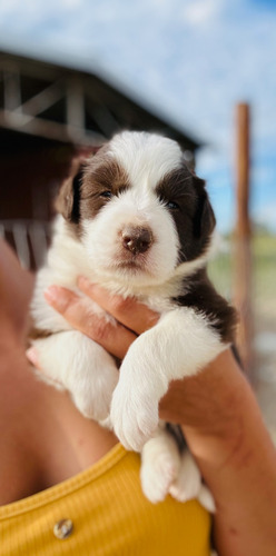 Border Collie Chocolate Solo Macho Para Reserva! 