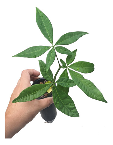 Muda Nativa De Castanha Do Maranhão 1m
