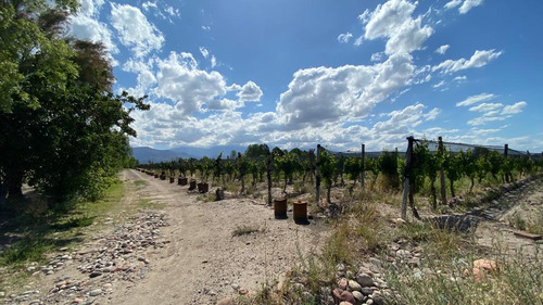 Viñedo | 8 Has Malbec | El Cepillo, San Carlos | Mendoza