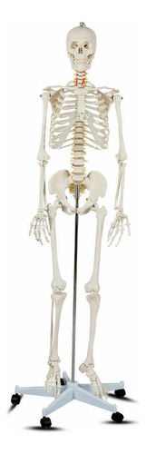 Modelo Medico Esqueleto Humano Tamaño Real 1.80 M Msi