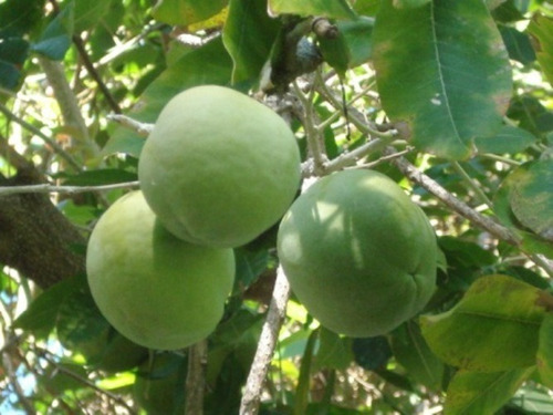 Zapote Blanco ( Arbol ) , Casimiroa Edulis 1.20m Frondoso