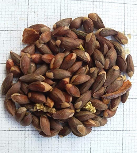 Semillas De Tuya (thuya Occidentalis) X 30 Unidades