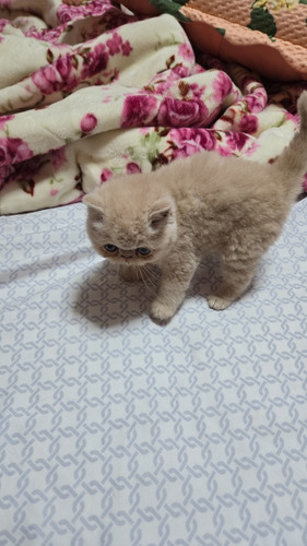 Os Dois São Lindos Filhotes De Gatos Persas