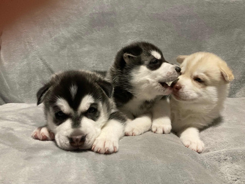 Husky Siberiano Cachorros