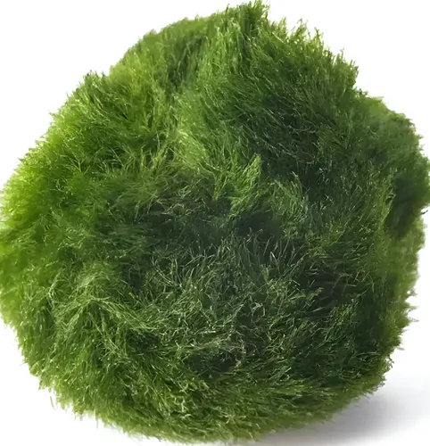 Marimo Ball Moss Cerca De 2 Cm/lemna Minor Duckwee Dasfg