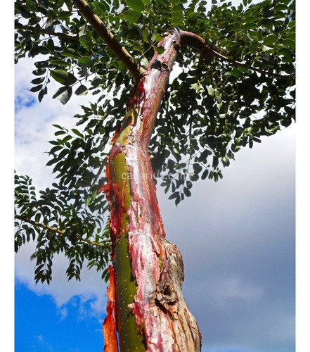 Bursera Simaruba Copal, Bonsai 10 Esquejes Para Plantar