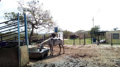 Imagen 26 de 30 de Finca En Mirimire Estado Falcon De 941 Hectáreas
