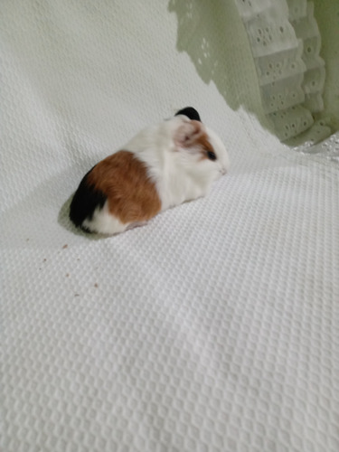 Porquinho Da India Preá