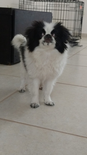 Chin Japones Hembra Excelente Cachorra. (Usado)