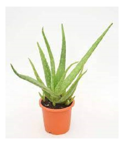 Plantas Aloe Vera Medicinal + Regalo!