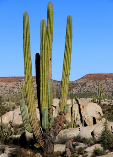 Pachycereus Pringlei, Cardon, 15 Semillas, Nv