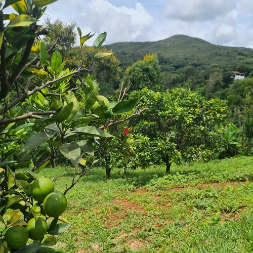 Imagem 13 de 15 de Fazenda/sítio/chácara Em Corta Rio - Itatiaiuçu - 13689