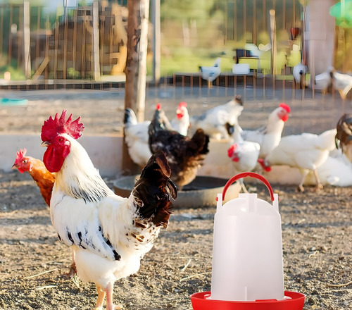 Bebedero Gallinas Pollos Granja Bebederos Aves Pajaros 6 Lts