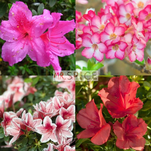 Flor Mini Azaleia Multicolorida Para Jardins 500 Sementes | MercadoLivre