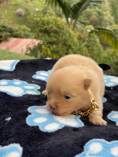 Imagen 3 de 9 de Cachorros Pomerania Mini Lulú Pomerania
