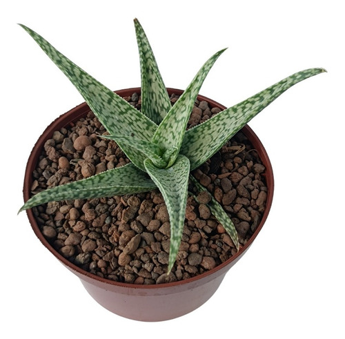 Aloe Rauhii Snowflake (floco De Neve) - Uma Planta