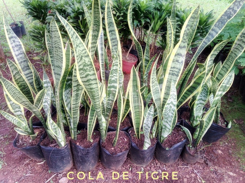 Plantas Cola De Tigre