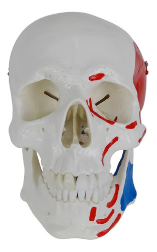 Crânio Humano Anatomia Origem Inserção Muscular Ossos Face