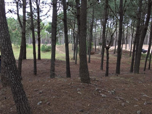 Imagen 6 de 8 de Lotes Continuos En Pinamar Norte A 500 Mts Del Mar