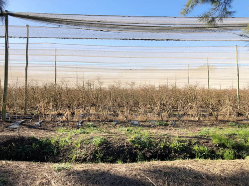 Venta De Campo 15 Hectareas En Lima Zarate Permuta