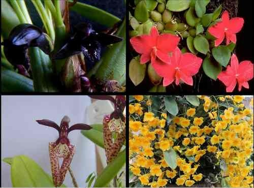 4 Mudas De Mini Orquideas Adultas No Vaso Cores Variadas