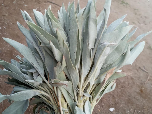 Rollos De Salvia Blanca De Baja California 3 Pzas