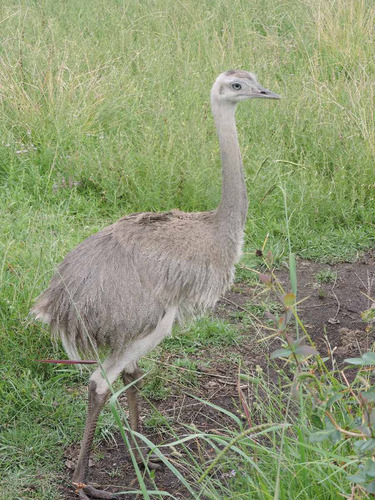 Ñandúes Charabones De Criadero Habilitado Por Fauna - Mvotma