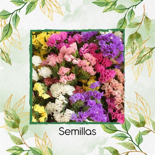 90 Semillas De Flor Statice Sinuata + Obsequio Germinación