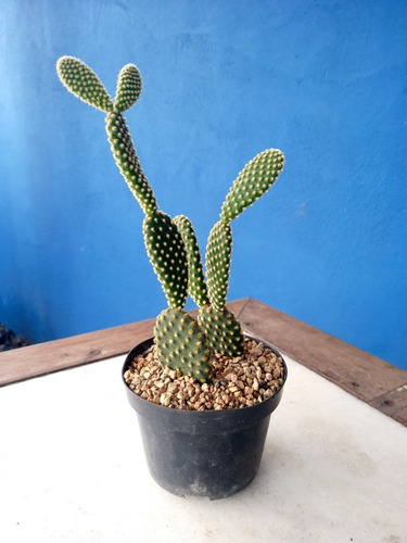 Imagem 4 de 8 de Muda Cactos Orelha-de-coelho | Opuntia Microdasys Amarelo