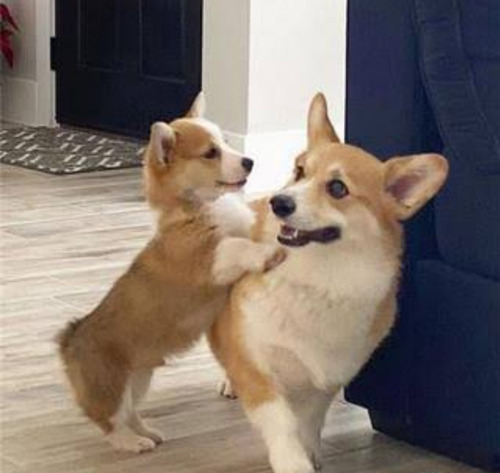 Cachorros Corgi Bonitos 