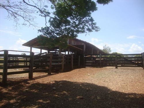 Imagem 19 de 22 de Fazenda 80 Alqueires, Rica Em Água Com Riacho, Aproveitamento De 85% Para Plantio, Estruturada Para Pecuária, Casa Sede E Funcionarios, Curral, Galpão - Fa00248 - 70737151