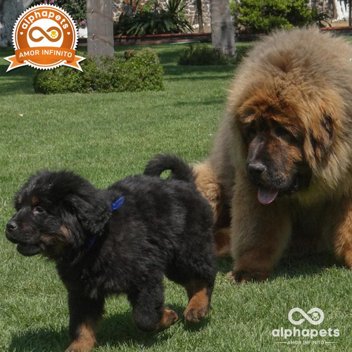 Cachorros Mastin Tibetano Unicos Ejemplares Peru Pedigree Pa