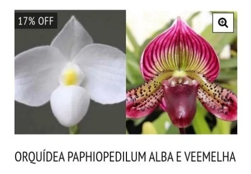 Orquidia Paphiopedilum Alba E Vermelho (sapatinho) | Parcelamento sem juros