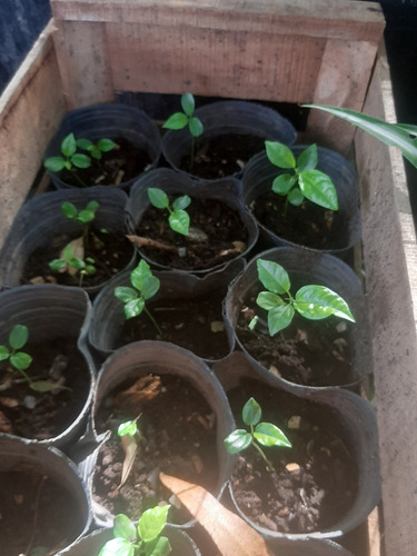 Plantin De Maracuya Amarillo - Flor Pasionaria - Frutal