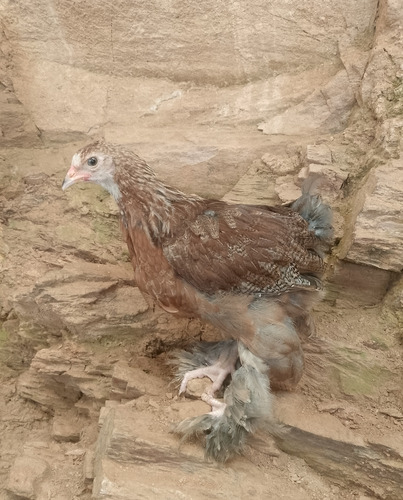 Gallos Gigante De Raza Jersey (Usado)