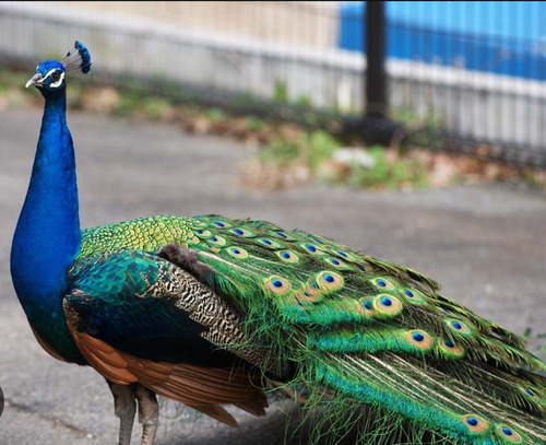 Pavo Real Macho 2 Años