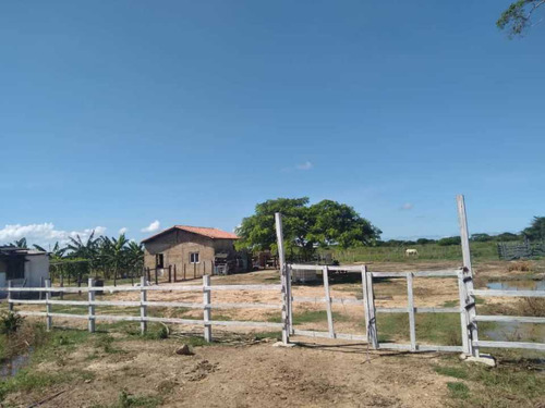 Minifinca En Chichiriviche Con Electricidad Y Agua.