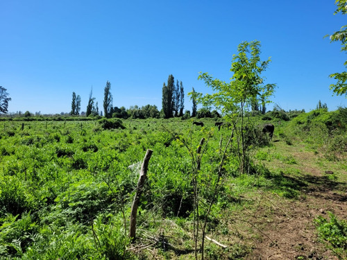 Terreno De 2,5 Há, En Cuñibal, Cercano A Los Ángeles