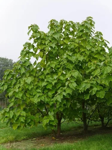 Paulonia, Árbol Dedalero, Árbol De La Emperatriz, Kiri 10lts