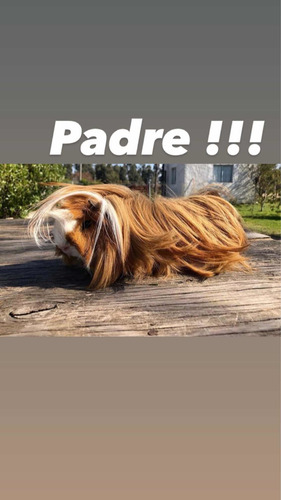 Imagen 8 de 8 de Cobayos Peruanos