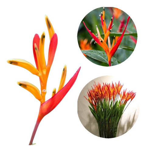 Helicônia Psittacorum. Seu Jardim Mais Lindo! (10 Bulbos)