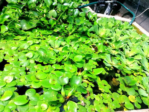 Imagen 6 de 7 de Oferta Mega Paquete Plantas Acuaticas, Jacinto Y Lechuga