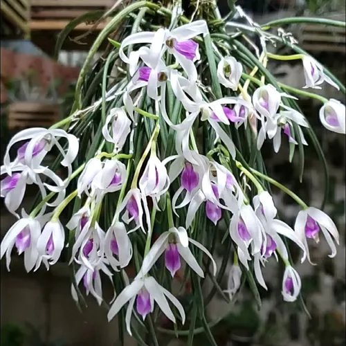 Mini Orquídea Leptotes Bicolor Coleção Rara Incrível Exótica