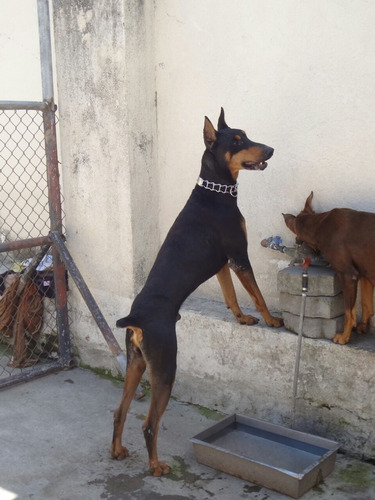 Doberman Aleman Envios Y Entregas A Todo El Pais